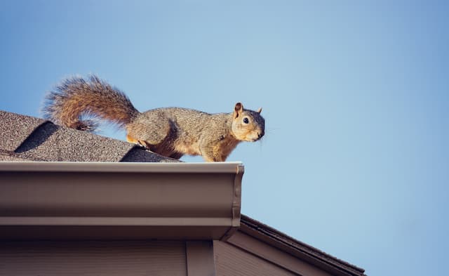 Can Squirrels Chew Through Plastic Attic Roof Vents
