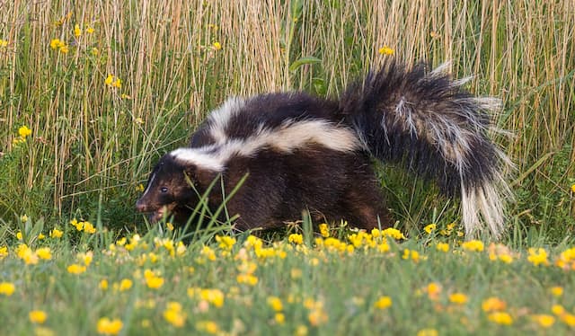 Dealing with Skunk Spray Banishing the Stench and Removing Odors