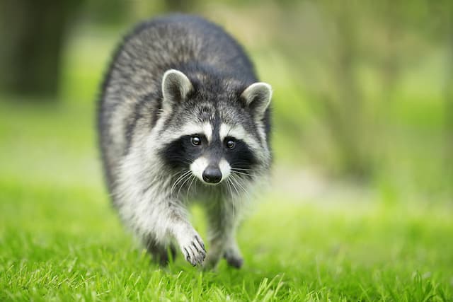 How to Make Your Property Less Attractive to Raccoons