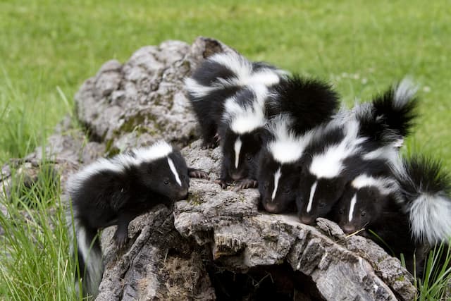 Skunk Families Managing Removal of Skunks With Babies