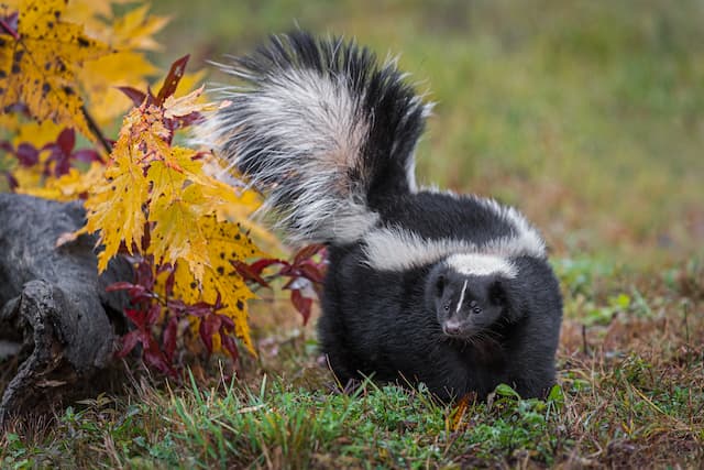 Tackling Lawn Damage Skunks Impact on Your Yard and Solutions