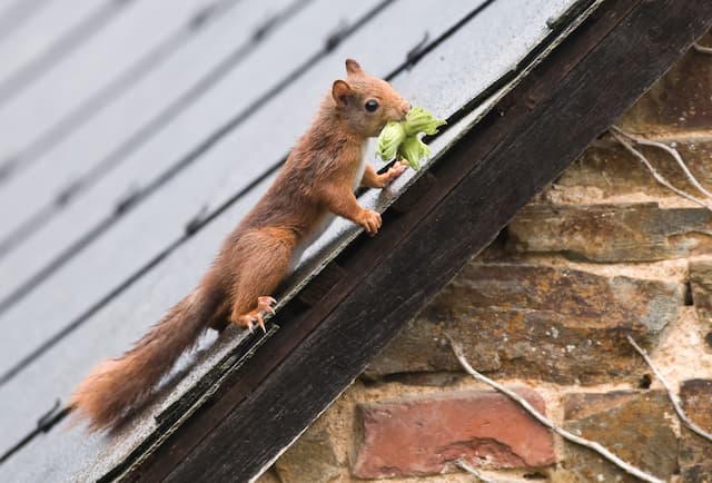 What Are The Most Common Squirrel Entry Points and How To Prevent Entry